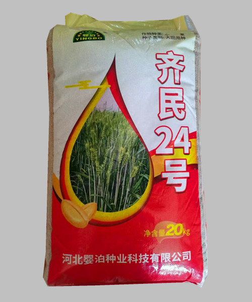 國(guó)審齊民24小麥種子   早熟